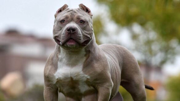 xl-bully-american-bully